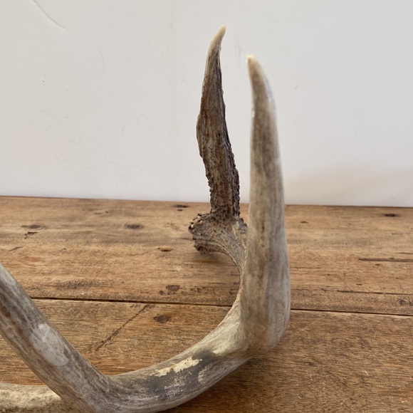 Decorative Antler - Picture 6 of 13